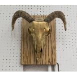 RAMS HEAD, by Bee Rich gilt finish mounted on Contemporary wood block, 29cm x 30cm.