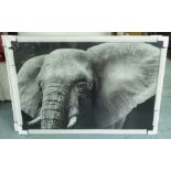 ELEPHANT, tempered glass wall art, 100cm x 150cm.