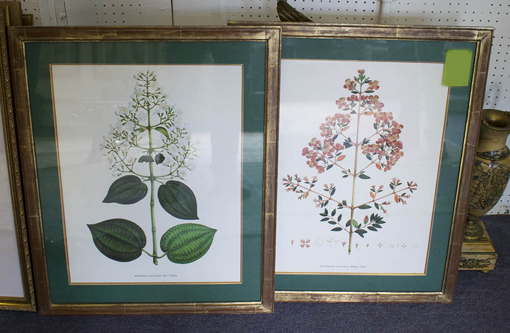 A SET OF EIGHT BOTANICAL PRINTS, 48cm x 37cm each, framed and glazed. - Image 3 of 3