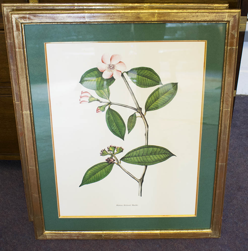 A SET OF EIGHT BOTANICAL PRINTS, 48cm x 37cm each, framed and glazed. - Image 2 of 3