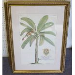 A SET OF EIGHT BOTANICAL PRINTS, 48cm x 37cm each, framed and glazed.