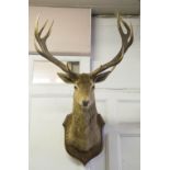 STAGS HEAD, early 20th century taxidermy, ten pont antlers and oak shield mounted,