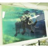 PHOTOPRINT, 21st Century, of a swimming Elephant, on acrylic, 120cm x 180cm.