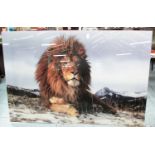 PHOTOPRINT, 21st Century, of a resting Lion, on acrylic, 180cm x 120cm.