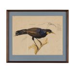 NEW ZEALAND SCHOOL SKETCH OF A HUIA BIRD inscribed with details of the bird's appearance, pencil and