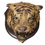 ROWLAND WARD - TAXIDERMY BENGAL TIGER HEAD MOUNT 20TH CENTURY with glass eyes and open mouth, on a