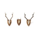 THREE SETS OF MOUNTED DEER ANTLERS 20TH CENTURY with stripped skulls, comprising two examples with