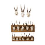 TWO SETS OF MOUNTED DEER ANTLERS 20TH CENTURY on oak plaques; the first with five skulls, the second