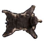 VAN INGEN & VAN INGEN - TAXIDERMY SLOTH BEAR SKIN MID-20TH CENTURY with full head mount, glass