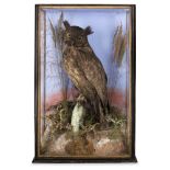 CASED TAXIDERMY EAGLE OWL the full mount perched on a branch in a naturalistic setting, in a