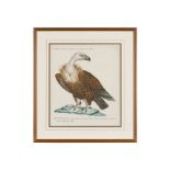 TEN ITALIAN HAND-COLOURED COPPER ENGRAVINGS OF BIRDS BY VIOLANTE VANNI AND LORENZO LORENZI CIRCA