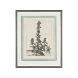 SET OF SIX FRAMED BOTANICAL PRINTS MODERN after 17th century engravings by Abraham Bosse, Nicholas