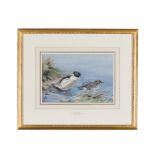 [§] GEORGE EDWARD LODGE (BRITISH 1860-1954) GOOSANDER signed, gouache 20.5cm x 30cm (8in x 11.75in)