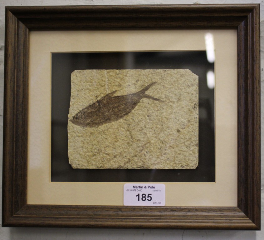 A fossilised sardine, the rock cut into a rectangular panel, mounted and framed, Eolith period,