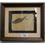 A fossilised sardine, the rock cut into a rectangular panel, mounted and framed, Eolith period,