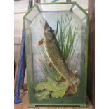 A taxidermy pike by Chris Elliot of Animal Artistry titled 'Breakin Free' signed and dated '97, case