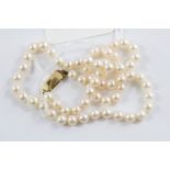 A fine string of cultured pearls on 9 carat gold clasp