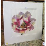 Stephanie Andrew Pink and yellow tulip I and II Limited edition 8 and 13 of 195 Signed in pencil,
