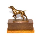 A bronze model of a working Labrador on stepped hardwood base. 15cm high