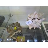 A seaworn conch shell and a piece of quartz 13.5cm high