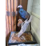 A taxidermy pheasant, perched in branch, 65cm high, lacks glass case