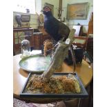 A taxidermy pheasant, perched in branch, 65cm high, lacks glass case