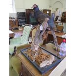 A taxidermy pheasant, perched on a branch, 65cm high, lacks glass case