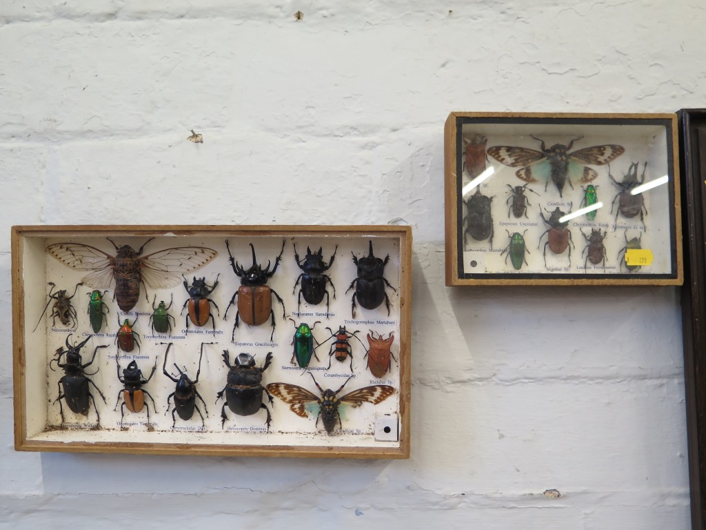 Two glass display boxes of beetles and moths