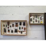 Two glass display boxes of beetles and moths