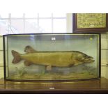 A taxidermy pike in a bowed glazed case inscribed Pike 201lbs caught by Dr. K. Simon Dec. 1964