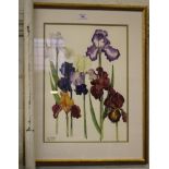 Ros Morley Study of iris flowers Watercolour 30cm x 42cm