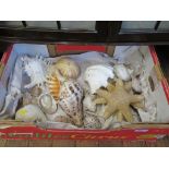 A large collection of sea shells including a trumpet triton (19)