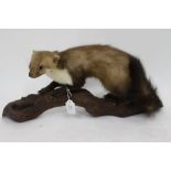 AN OLD TAXIDERMIC PINE MARTIN mounted on a branch, 43cm wide