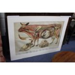 AN OLD GERMAN COLOURED LITHOGRAPH depicting a section through a cow, 62cm x 93cm