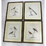 A GROUP OF FOUR ANTIQUE CONTINENTAL HAND COLOURED ETCHINGS depicting exotic birds, each 35cm x