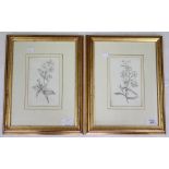 A PAIR OF ANTIQUE BOTANICAL WATERCOLOURS c.1830 unsigned, 18cm x 11cm