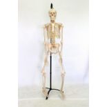 A STUDENTS RESIN HUMAN SKELETON MODEL complete with stand