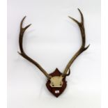 EIGHT POINT RED DEER ANTLERS mounted on oak shield, 77cm