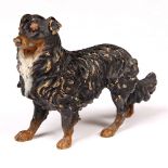 AN EARLY 20TH CENTURY COLD PAINTED BRONZE of an Australian shepherd 7.5cm high overall and marked