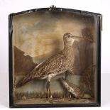 A LATE VICTORIAN TAXIDERMY WIMBREL in a glazed case, the case 35cm x 38cm