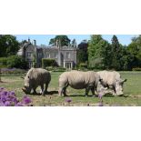 A FAMILY OF 4 DAY PASS TO COTSWOLD WILDLIFE PARK