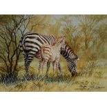 JIM DAWSON (b.1945) Zebra and foal grazing, signed, watercolour, 33 x 46.5cm