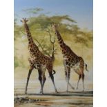 JIM DAWSON (b.1945) Two giraffes, signed, oil on canvas, 101 x 76cm