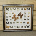 A large case of butterflies,