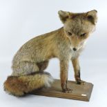 A taxidermy of a red fox, seated,