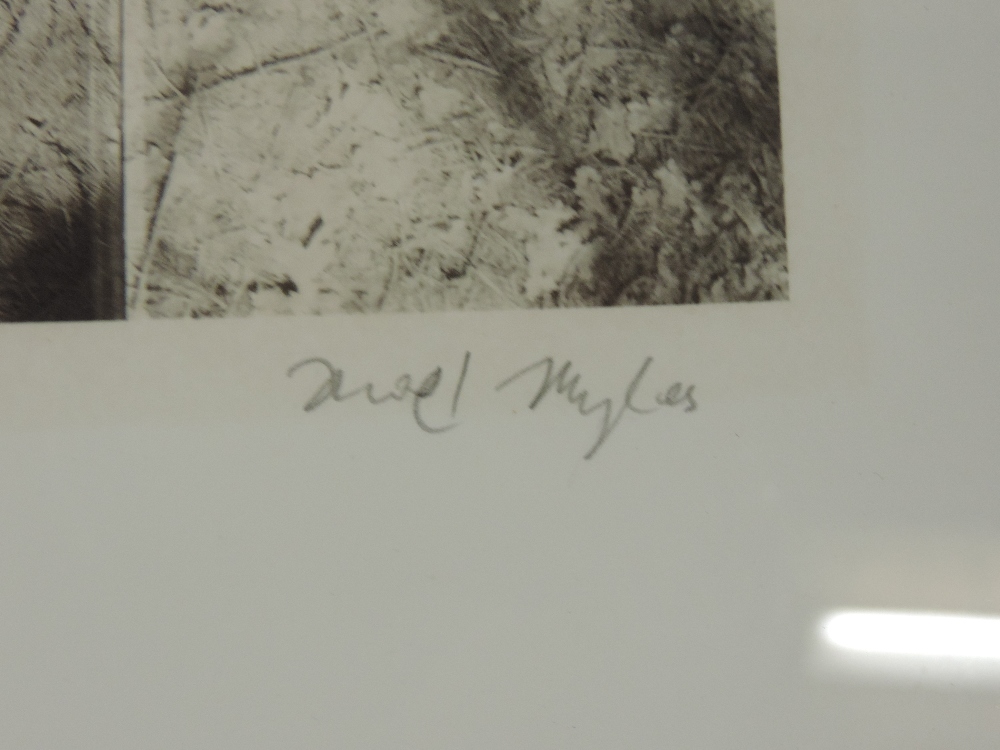 Noel Myles (*ARR), 20th century, Fir Forest, limited edition photographic print 22/75, - Image 7 of 7