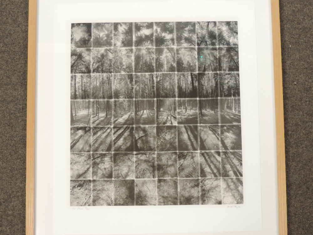 Noel Myles (*ARR), 20th century, Fir Forest, limited edition photographic print 22/75, - Image 5 of 7
