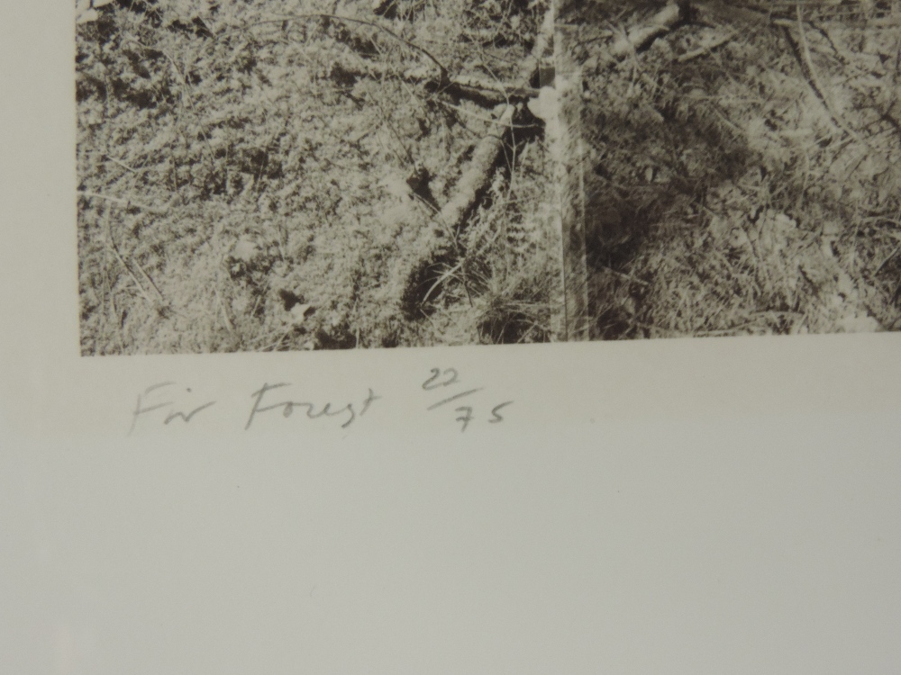 Noel Myles (*ARR), 20th century, Fir Forest, limited edition photographic print 22/75, - Image 6 of 7
