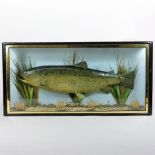A taxidermy of a rainbow trout, inscribed 61bs 14ozs Taken at Packington, April 1970, by D.F.