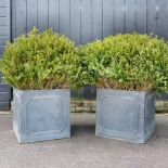 A pair of lead square garden planters, each planted with a mature box plant,